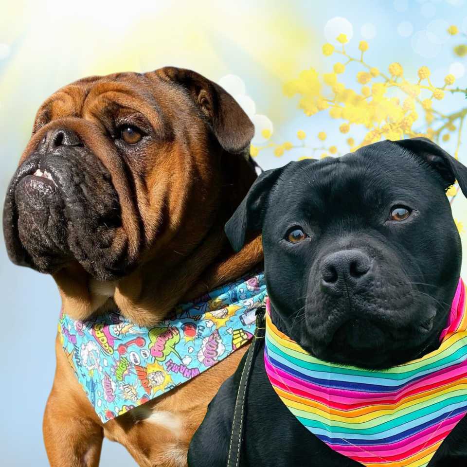 bulldog and staffie wearing brightly coloured spring bandanas